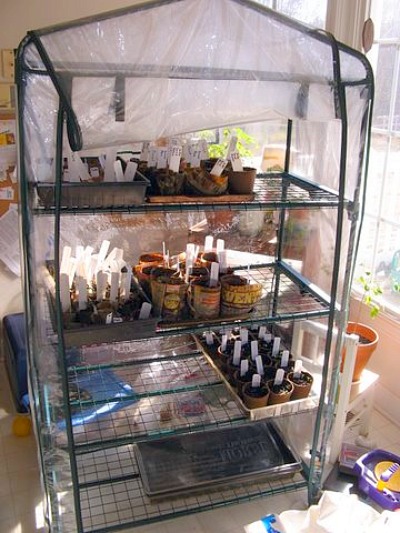 starting seeds indoors2