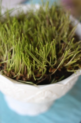 Wheat grass decor Wheat grass decor