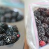 blackberry picking