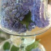 hydrangea