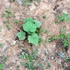 planted in hard soil 2 planted in hard soil 2