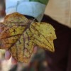 clearing leaves