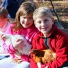 holding chickens