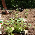 Organic Gardening