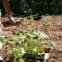 Organic Gardening Organic Gardening