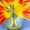 lemons in vase lemons in vase