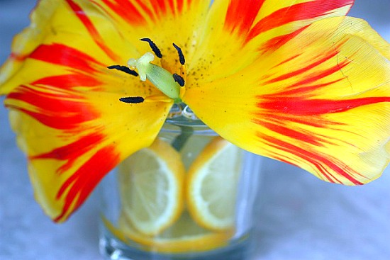 lemons in vase1 Mason Jar Love! 50 Fabulous Ideas To Inspire