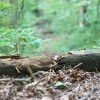 fallen logs