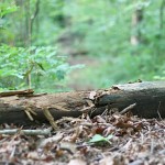 fallen logs fallen logs