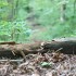 fallen logs fallen logs