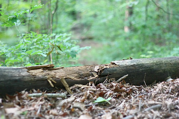 fallen logs Between the What Ifs and If Only