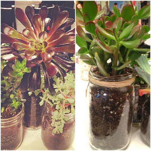 plants in mason jars 500x500 Mason Jar Love! 50 Fabulous Ideas To Inspire