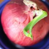 Red onion Red onion