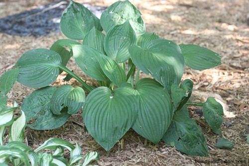 Dividing Hostas over the years