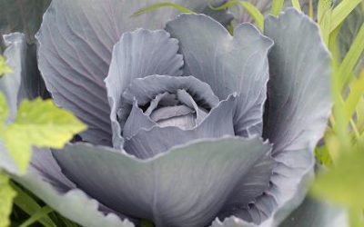 Are you Ready for Planting Season? (plus sample giveaway)