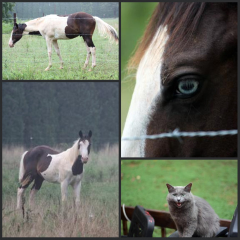 horse collage