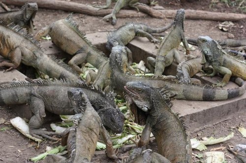iguanas eating