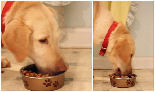 What Do You Do for Pet Food? Share Your Ideas (plus a free sample)