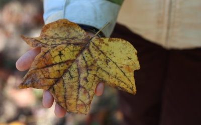 Family Traditions – What's in your jumping pile?