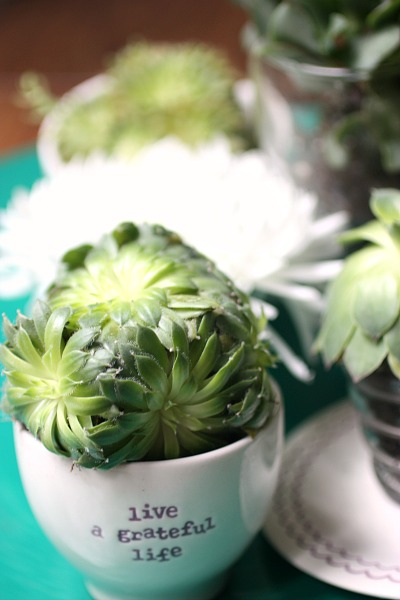 Decorating with Succulents