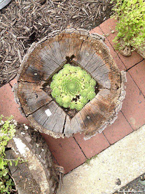 Gorgeous - Succulents planted in stump