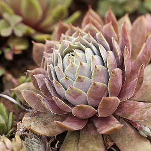 Hens and Chicks Succulent