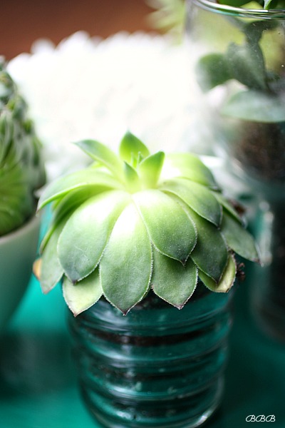Love using little votives for succulents