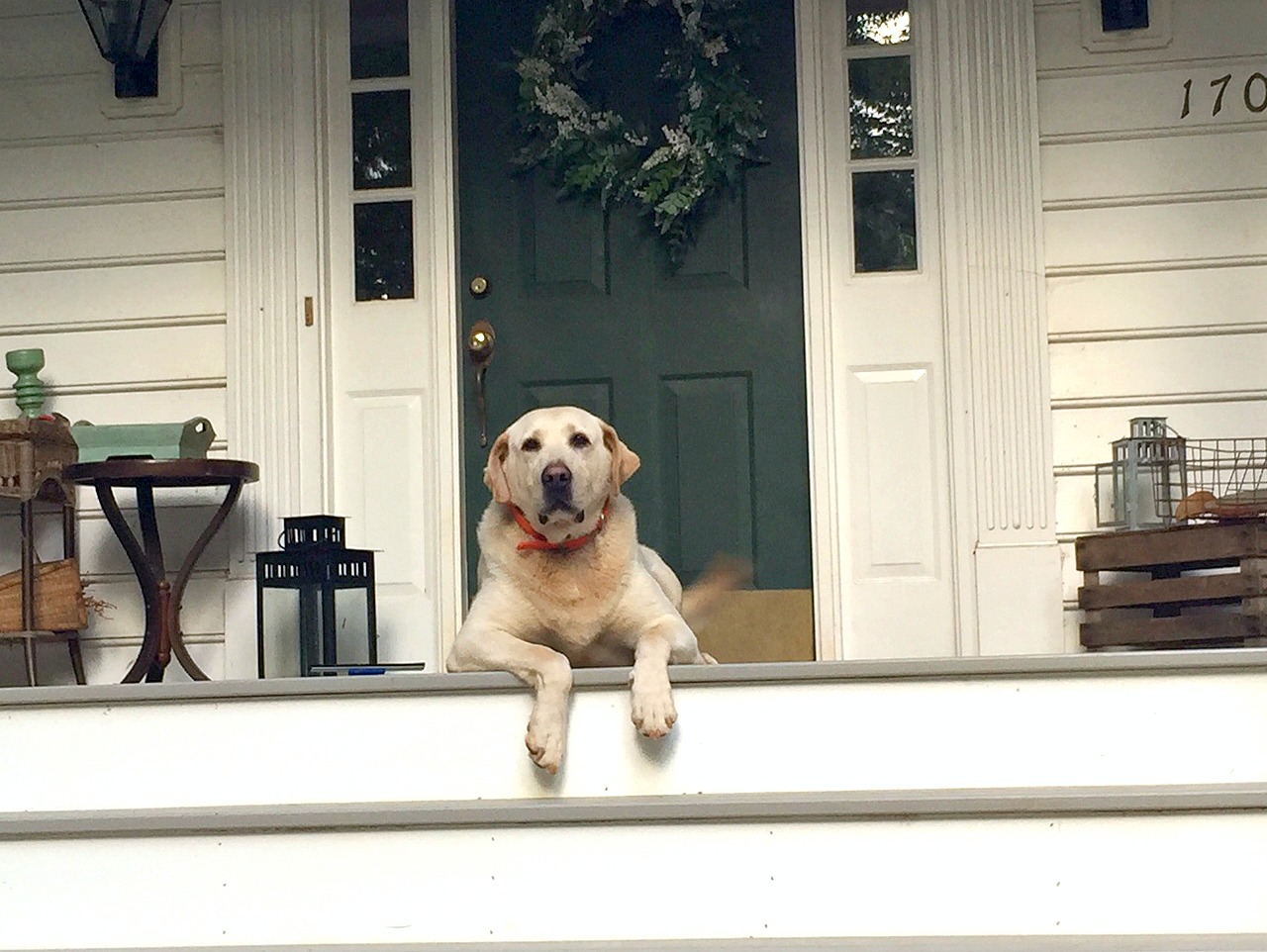 Porch loving with Yellow lab