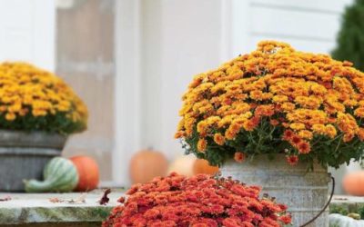 Beautiful Creativity: Fall Flowers Planted in a Pumpkin